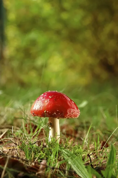 Framed Print : Fairytale Toadstool Print, Autumn Germany Framed Print : Fairytale Toadstool Print, Autumn Germany