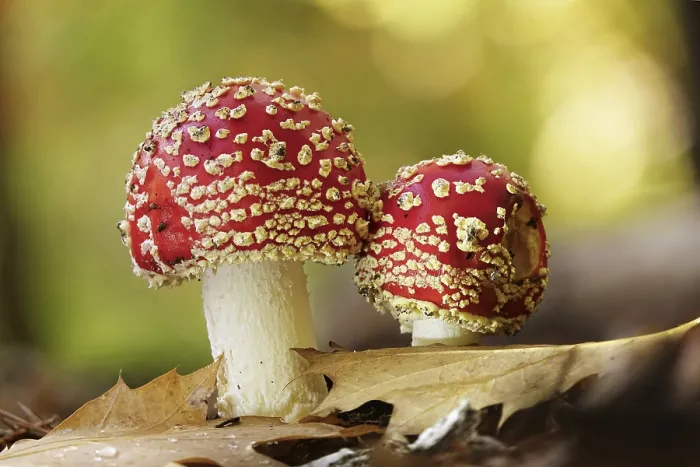 Framed Print : Fairytale toadstools in the forest, autumn print, Germany Framed Print : Fairytale toadstools in the forest, autumn print, Germany