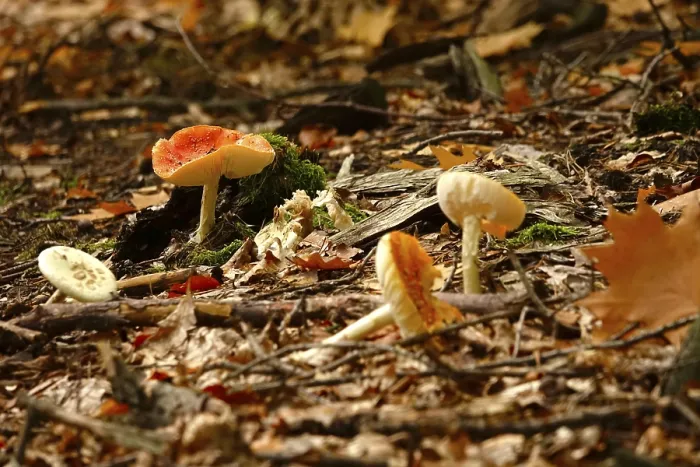 Framed Print : Fairytale toadstools in autumn forest, Germany print Framed Print : Fairytale toadstools in autumn forest, Germany print