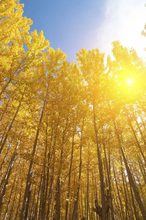 Framed Print : Fall Aspen Trees Print, Leh District, Jammu and Kashmir, India Framed Print : Fall Aspen Trees Print, Leh District, Jammu and Kashmir, India