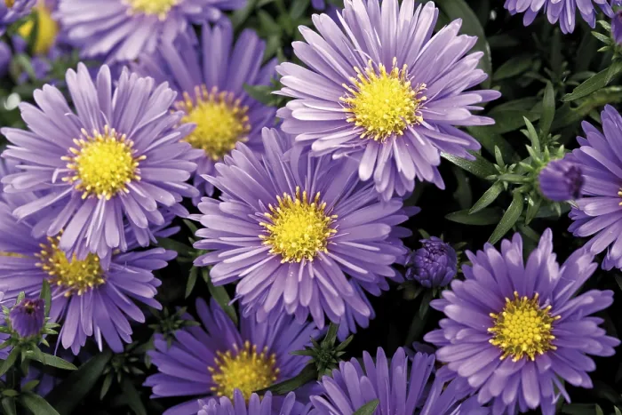 Framed Print : Fall Asters (Aster) Print Framed Print : Fall Asters (Aster) Print