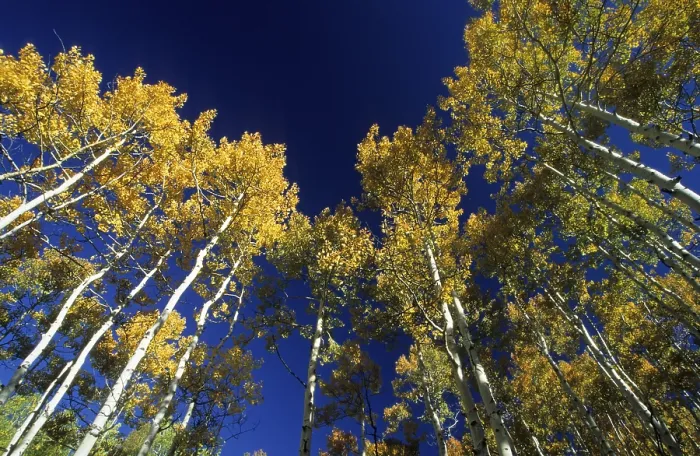 Framed Print : Fall Coloured Aspen Trees Print, Wasatch Range, Utah Framed Print : Fall Coloured Aspen Trees Print, Wasatch Range, Utah