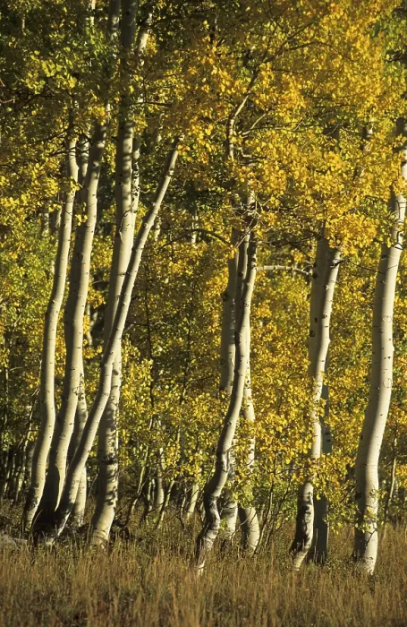 Framed Print : Fall Coloured Aspen Trees Print, Wasatch Range, Utah Framed Print : Fall Coloured Aspen Trees Print, Wasatch Range, Utah