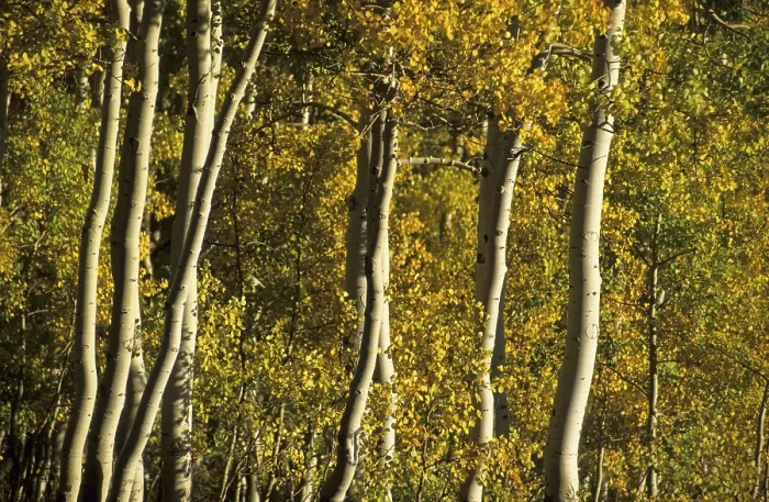Framed Print : Fall Coloured Aspen Trees Print, Wasatch Range, Utah Framed Print : Fall Coloured Aspen Trees Print, Wasatch Range, Utah