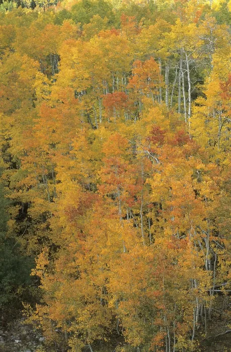Framed Print : Fall Coloured Forest Print, Uinta Mountains, Utah Framed Print : Fall Coloured Forest Print, Uinta Mountains, Utah