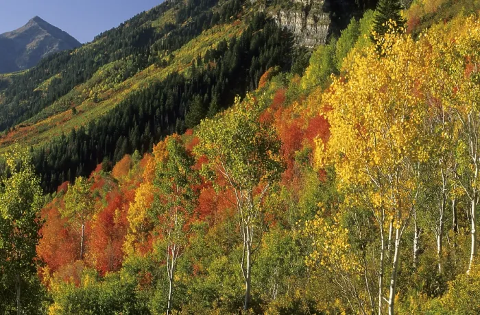 Framed Print : Fall Coloured Forest Print, Wasatch Range, Utah Framed Print : Fall Coloured Forest Print, Wasatch Range, Utah