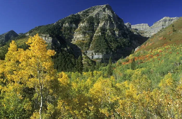 Framed Print : Fall Coloured Forest Print, Wasatch Range, Utah