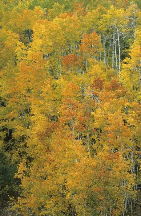 Framed Print : Fall Coloured Forest Print, Wasatch Range, Utah Framed Print : Fall Coloured Forest Print, Wasatch Range, Utah