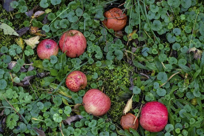 Framed Print : Fallen Fruit in the Grass, Red Apples Print Framed Print : Fallen Fruit in the Grass, Red Apples Print