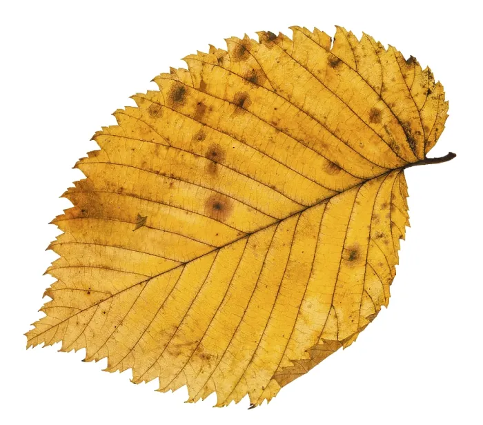Framed Print : Fallen Elm Leaf Print Isolated on White Background Framed Print : Fallen Elm Leaf Print Isolated on White Background