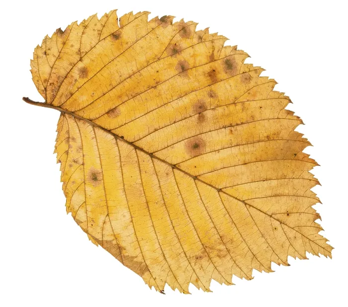 Framed Print : Elm Tree Leaf Print - Back Side Isolated Framed Print : Elm Tree Leaf Print - Back Side Isolated
