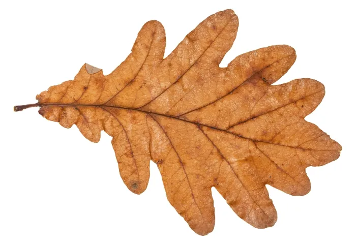 Framed Print : Oak Leaf Print - Back Side Isolated Framed Print : Oak Leaf Print - Back Side Isolated