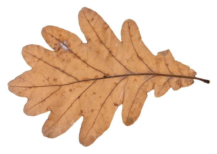 Framed Print : Fallen Oak Leaf Print