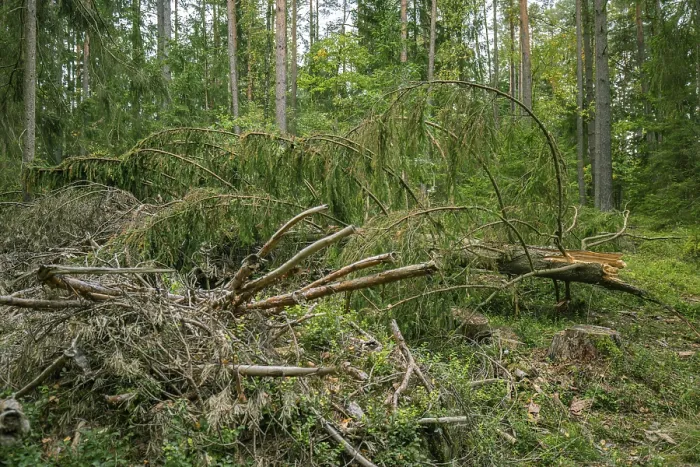 Framed Print : Fallen Tree Print, Blockheide, Austria Framed Print : Fallen Tree Print, Blockheide, Austria