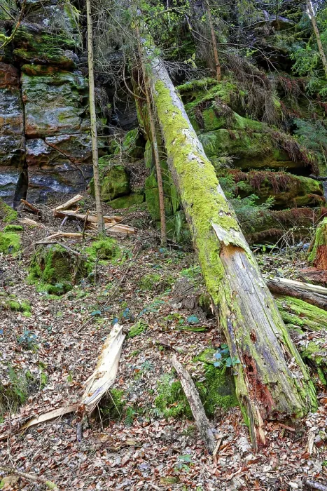 Framed Print : Fallen Tree Print, Elbe Sandstone Mountains, Saxony Framed Print : Fallen Tree Print, Elbe Sandstone Mountains, Saxony