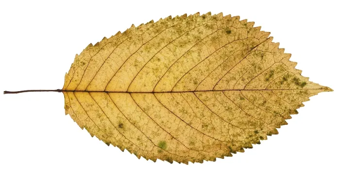 Framed Print : Fallen Yellow Prunus Leaf Print Framed Print : Fallen Yellow Prunus Leaf Print