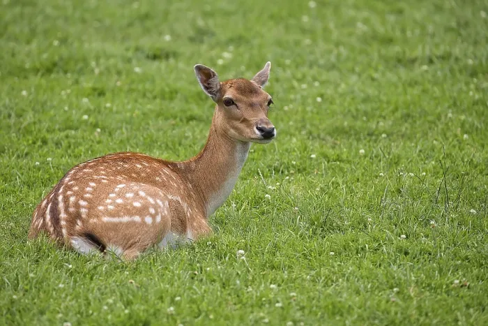 Framed Print : Fallow Deer Resting in a Clearing Print Framed Print : Fallow Deer Resting in a Clearing Print