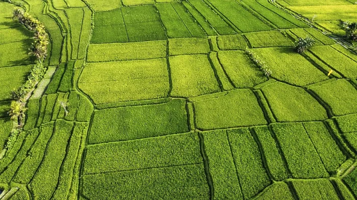 Framed Print : Bali Rice Fields Print - Aerial View of Indonesia Framed Print : Bali Rice Fields Print - Aerial View of Indonesia