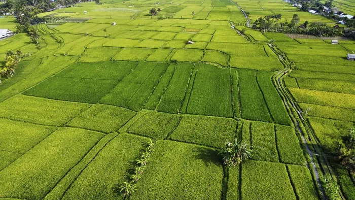 Framed Print : Bali Rice Fields Print, Indonesia Aerial View Framed Print : Bali Rice Fields Print, Indonesia Aerial View