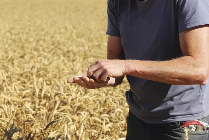 Framed Print : Farmer Checks His Grain Print Framed Print : Farmer Checks His Grain Print