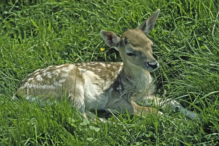 Framed Print : Fawn, Roe Deer Print Framed Print : Fawn, Roe Deer Print