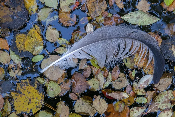 Framed Print : Crane Feather Print