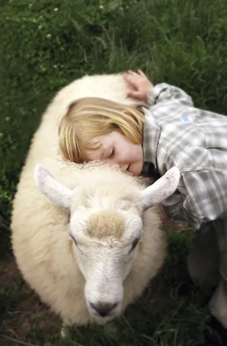 Framed Print : Feeling Softness - A Soft Sheep Print Framed Print : Feeling Softness - A Soft Sheep Print