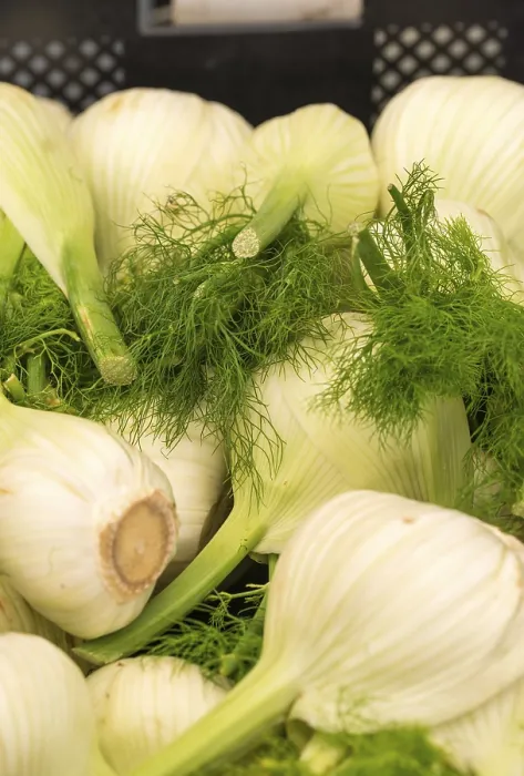 Framed Print : Fennel Plant Print Framed Print : Fennel Plant Print