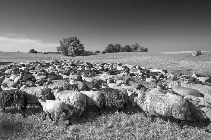 Framed Print : Fermented Sheep in Pasture Print, Germany Framed Print : Fermented Sheep in Pasture Print, Germany