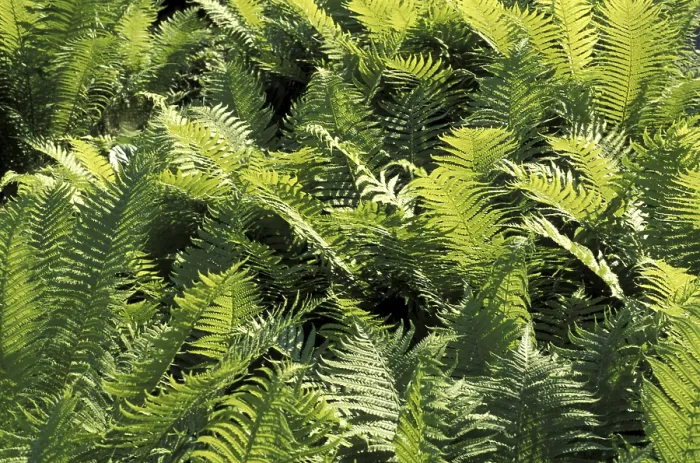 Framed Print : Fern Print by Fern Framed Print : Fern Print by Fern