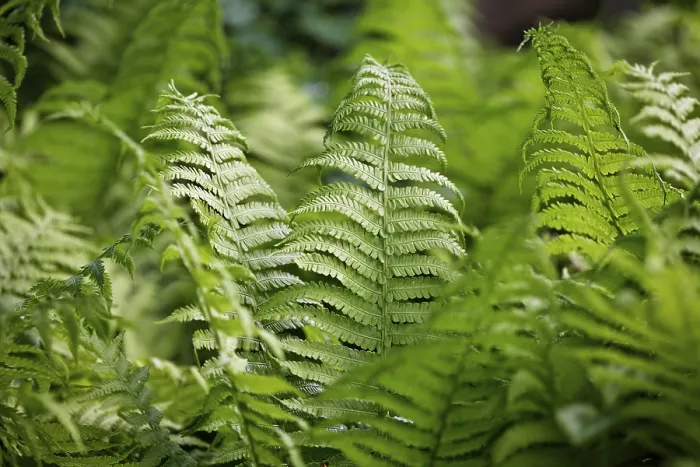Framed Print : Fern Print by Fern Framed Print : Fern Print by Fern