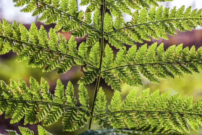 Framed Print : Fern Print by ImageBROKER Framed Print : Fern Print by ImageBROKER