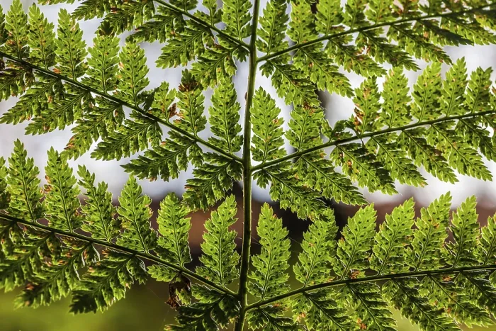 Framed Print : Fern Print by Fern Framed Print : Fern Print by Fern