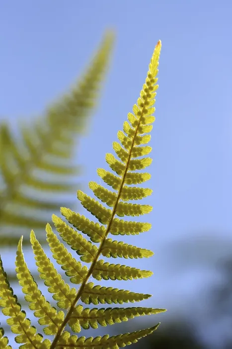 Framed Print : Fern Fern Print Framed Print : Fern Fern Print