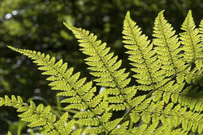 Framed Print : Fern in Backlight Print, Upper Bavaria, Germany