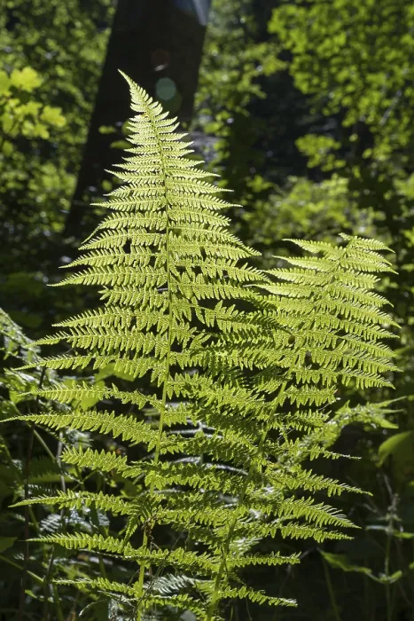 Framed Print : Fern in Backlight Print, Upper Bavaria, Germany Framed Print : Fern in Backlight Print, Upper Bavaria, Germany