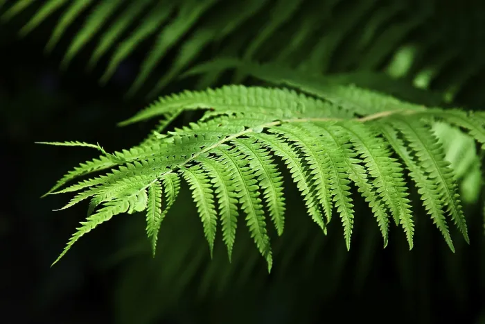 Framed Print : Fern in the evening light Print Framed Print : Fern in the evening light Print