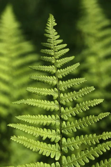 Framed Print : Fern Frond Print Framed Print : Fern Frond Print