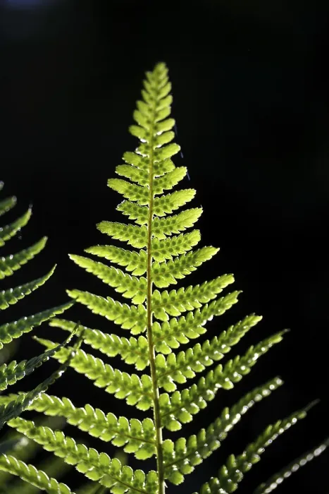 Framed Print : Fern Frond Print in Backlight Framed Print : Fern Frond Print in Backlight