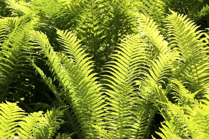 Framed Print : Fern fronds, backlit Print from Thuringia, Germany Framed Print : Fern fronds, backlit Print from Thuringia, Germany
