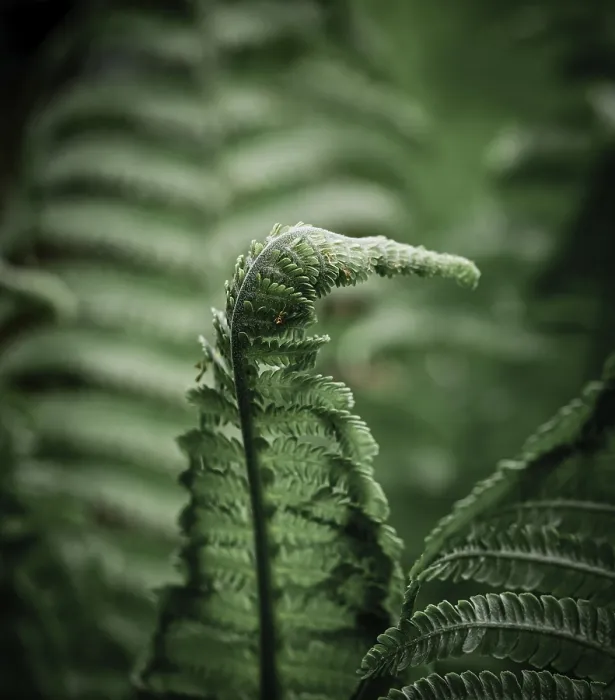 Framed Print : Fern Leaf Print Framed Print : Fern Leaf Print