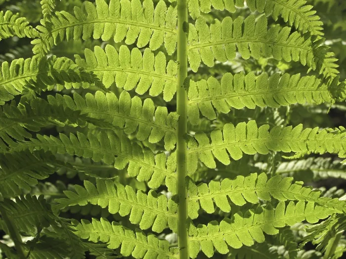 Framed Print : Fern Leaf in Light Print Framed Print : Fern Leaf in Light Print