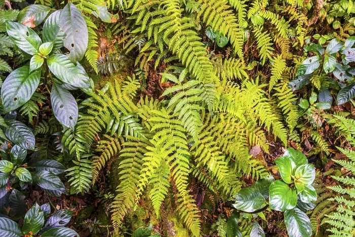 Framed Print : Fern, Mossy Forest Print - Cameron Highlands, Malaysia Framed Print : Fern, Mossy Forest Print - Cameron Highlands, Malaysia