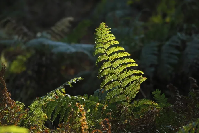 Framed Print : Ferns against the Light Print Framed Print : Ferns against the Light Print