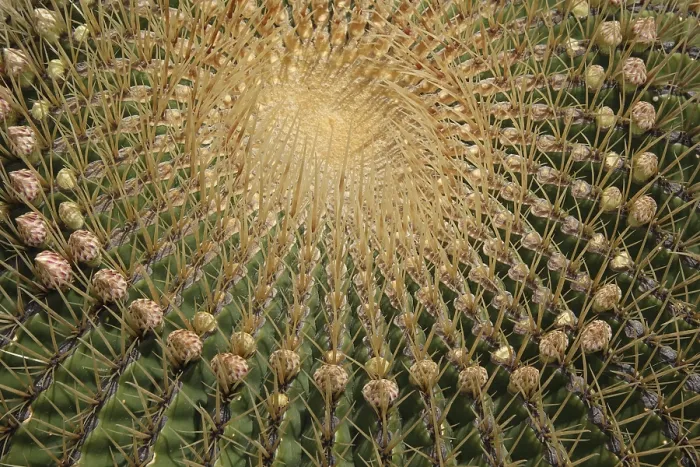 Framed Print : Ferocactus histrix Print Framed Print : Ferocactus histrix Print