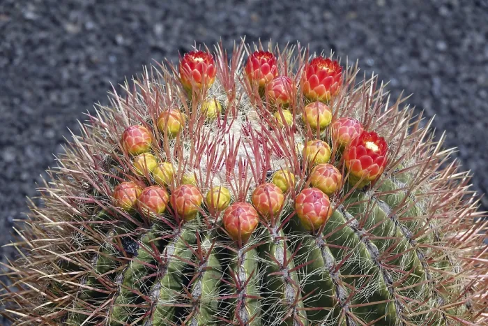 Framed Print : Ferocactus histrix Print Framed Print : Ferocactus histrix Print