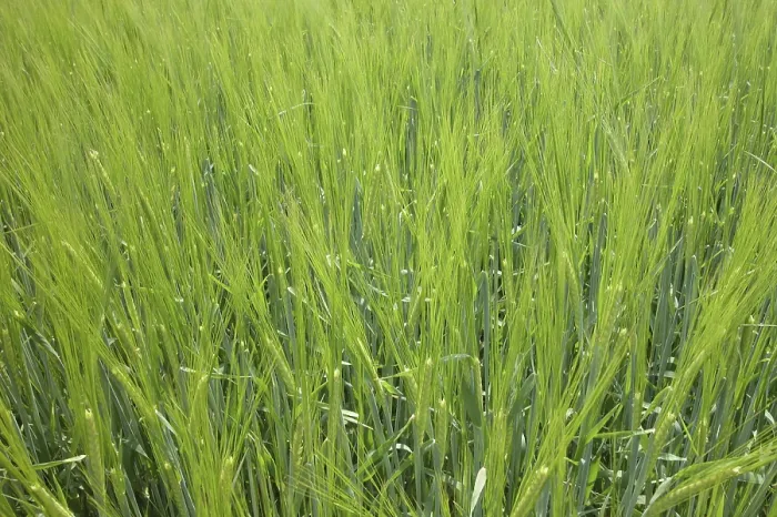 Framed Print : Field Field Print by imageBROKER