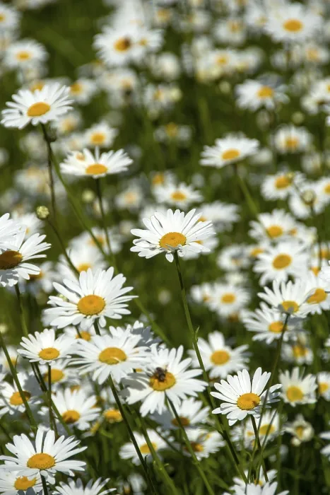 Framed Print : Field of Daisies Print, Close-Up Framed Print : Field of Daisies Print, Close-Up