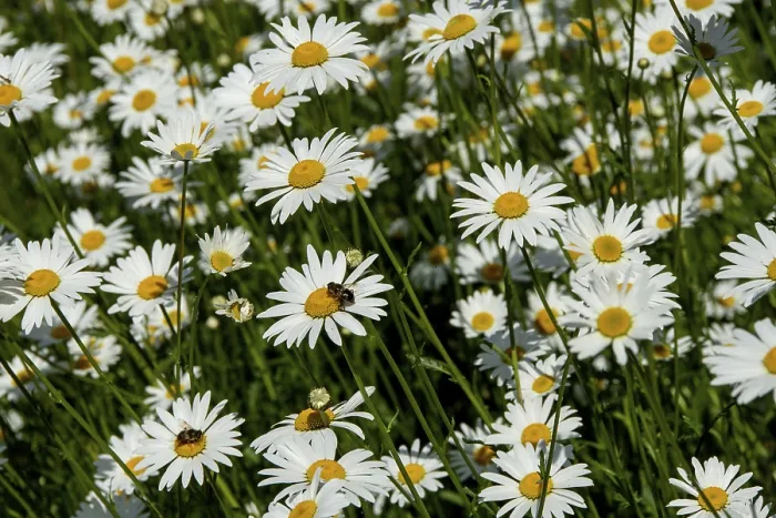 Framed Print : Close-up Field of Daisies Print Framed Print : Close-up Field of Daisies Print