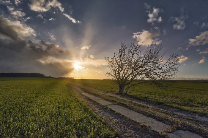 Framed Print : Field Field Path with Single Tree and Sunset Print Framed Print : Field Field Path with Single Tree and Sunset Print
